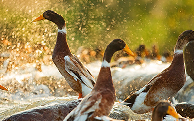 舜華鴨業(yè)獲評2023年湖南省巾幗現(xiàn)代農(nóng)業(yè)科技示范基地